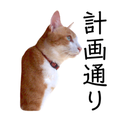 Wasabi's taking stickers 2