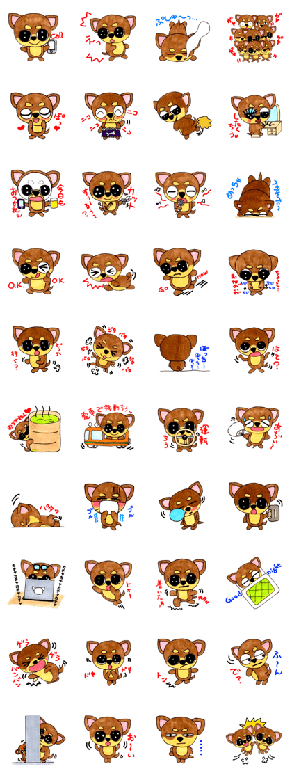 Yamato Maro eyebrow Chihuahua 2
