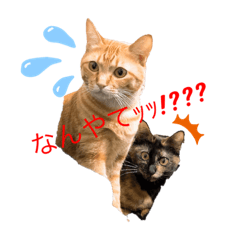 chiro_20191217020920