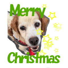 保護犬よりクリスマスと新年のご挨拶