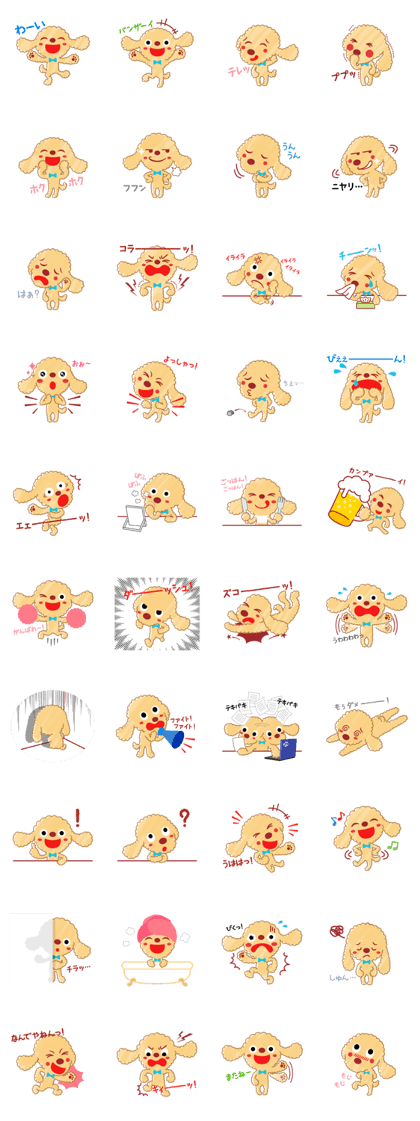 A lovely toy poodle(Apricot)