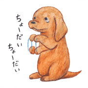 Miniature Dachshuds Minimaru