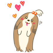 Dino the fab Shih Tzu dog