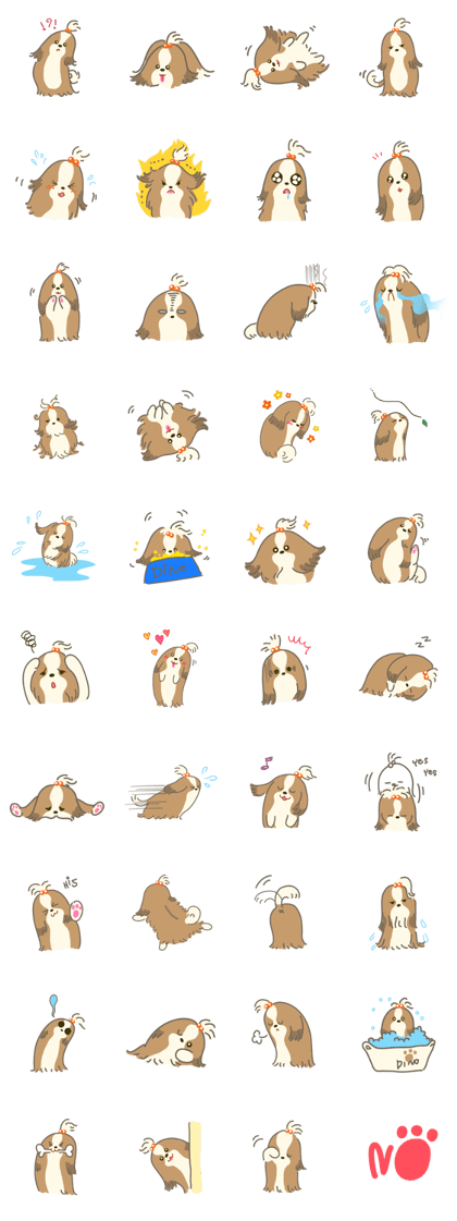 Dino the fab Shih Tzu dog