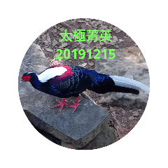 藍腹嫻
