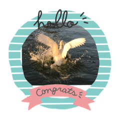 CatSouvenir - Have A Goose Day!