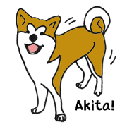 Japanese Akita