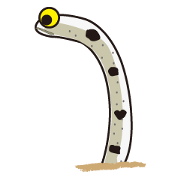 garden eel