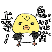Yankee chick