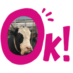 panda_20191217180506