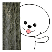 Dog of Afro hair, Mr. Omochi.