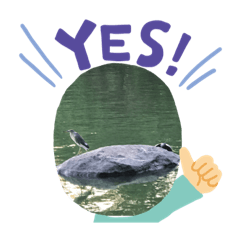 CatSouvenir - Bird Island ii