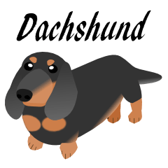 dachshund hitam