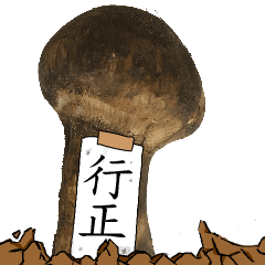 松茸研究家行正さんのマツタケ