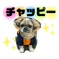 shizu_20191218063747