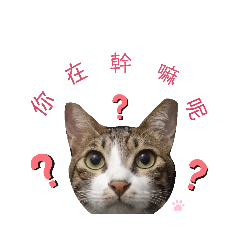 嵐球日常