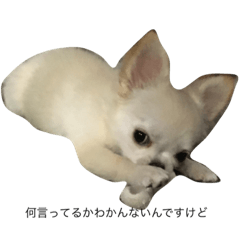 koko_20191218141025