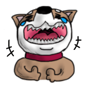 Shiba Inu Mikan3