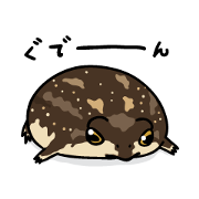Common rain frog