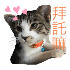 晶選喵星人-生活碎念1