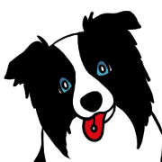 Border Collie every day