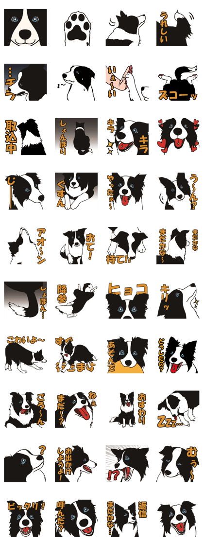 Border Collie every day