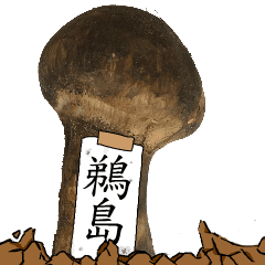 松茸研究家鵜島さんのマツタケ