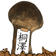 松茸研究家桐澤さんのマツタケ