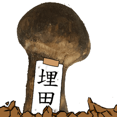 松茸研究家埋田さんのマツタケ