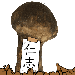 松茸研究家仁志さんのマツタケ
