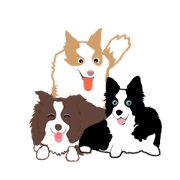 Dog Border Collie