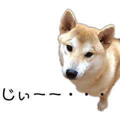 hirasawa.pet.love0911