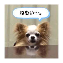 maichi_20191218220809