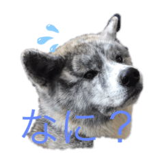 秋田犬はるちゃん