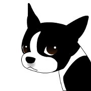 Boston Terrier