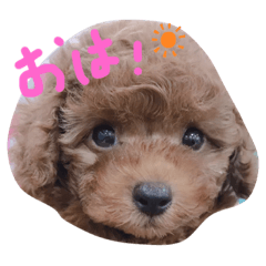 everyday andy(toy poodle)