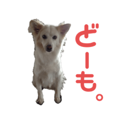 wanko_20191218230944