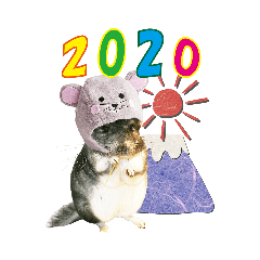 chinchilla-popo