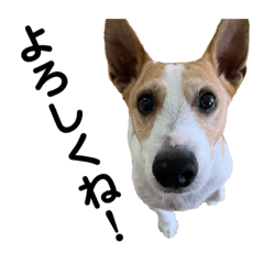 [JRT] Jack Russell Terrier 1