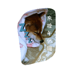 柴犬豆柴阿寶1 Floral 櫻本舖 專業代購line貼圖