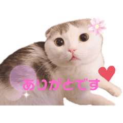 Scottish Fold rui Part1