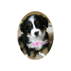 マウンテンドッグ Lineクリエイターズスタンプまとめ Stamplist マウンテンドッグ Lineクリエイターズスタンプまとめ Stamplist