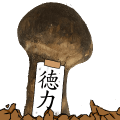 松茸研究家徳力さんのマツタケ