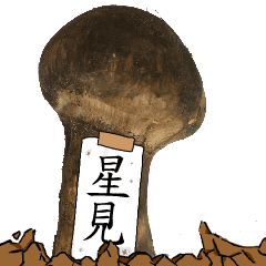 松茸研究家星見さんのマツタケ