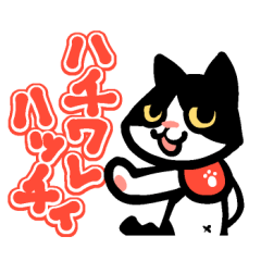 Japan cat Hatchi