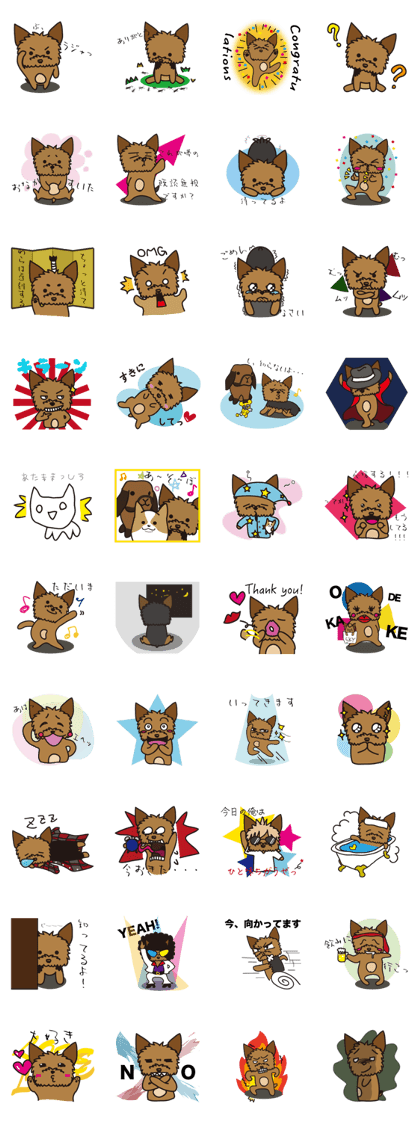 Takahashi Yorkshire Terrier