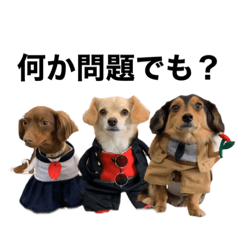 Mimi_Suke_Haru_Chihuax