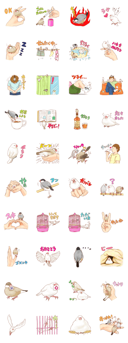 I love Javasparrow(as a pet)