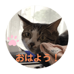nakayosikoneko2