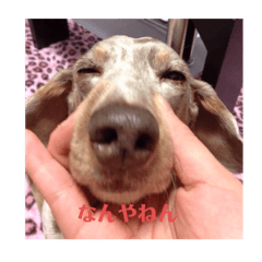 SoDayo AhoDayo
